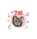 ネコ三重県モモちゃん（個別スタンプ：15）