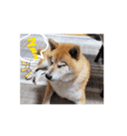Leo-ne（個別スタンプ：5）