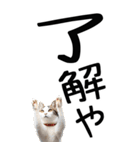老眼でも見える【関西弁】にやんこ 3（個別スタンプ：6）