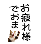 老眼でも見える【関西弁】にやんこ 3（個別スタンプ：7）