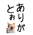 老眼でも見える【関西弁】にやんこ 3（個別スタンプ：9）