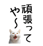 老眼でも見える【関西弁】にやんこ 3（個別スタンプ：14）