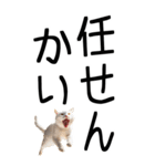 老眼でも見える【関西弁】にやんこ 3（個別スタンプ：15）
