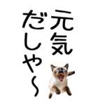 老眼でも見える【関西弁】にやんこ 3（個別スタンプ：17）