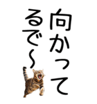老眼でも見える【関西弁】にやんこ 3（個別スタンプ：22）
