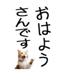 老眼でも見える【関西弁】にやんこ 3（個別スタンプ：28）