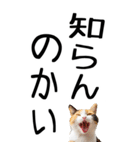 老眼でも見える【関西弁】にやんこ 3（個別スタンプ：34）