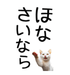 老眼でも見える【関西弁】にやんこ 3（個別スタンプ：40）
