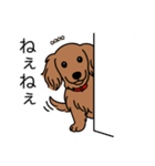 名前入りダックスレッディッシュイエロー（個別スタンプ：12）