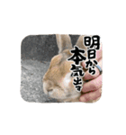 うさぎのコナン家 コナンの動くスタンプ（個別スタンプ：1）