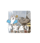 うさぎのコナン家 コナンの動くスタンプ（個別スタンプ：2）