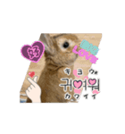うさぎのコナン家 コナンの動くスタンプ（個別スタンプ：7）