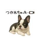『フレンチブルドッグ』のスタンプ②（個別スタンプ：1）