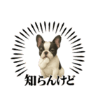『フレンチブルドッグ』のスタンプ②（個別スタンプ：3）