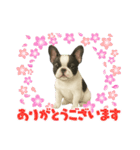 『フレンチブルドッグ』のスタンプ②（個別スタンプ：5）