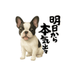 『フレンチブルドッグ』のスタンプ②（個別スタンプ：7）