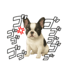 『フレンチブルドッグ』のスタンプ②（個別スタンプ：8）