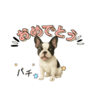 『フレンチブルドッグ』のスタンプ②（個別スタンプ：15）