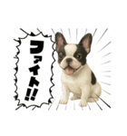 『フレンチブルドッグ』のスタンプ②（個別スタンプ：16）