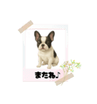 『フレンチブルドッグ』のスタンプ②（個別スタンプ：20）