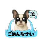 『フレンチブルドッグ』のスタンプ②（個別スタンプ：22）