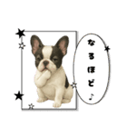 『フレンチブルドッグ』のスタンプ②（個別スタンプ：29）
