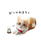 ちっちです◎（個別スタンプ：10）
