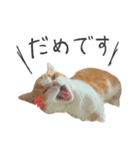 ちっちです◎（個別スタンプ：16）