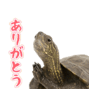 クサガメ参上！（個別スタンプ：1）