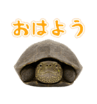 クサガメ参上！（個別スタンプ：2）