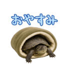 クサガメ参上！（個別スタンプ：3）