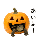 クサガメ参上！（個別スタンプ：4）
