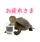 クサガメ参上！（個別スタンプ：5）