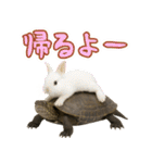 クサガメ参上！（個別スタンプ：7）