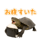 クサガメ参上！（個別スタンプ：10）