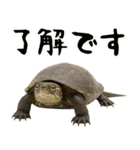 クサガメ参上！（個別スタンプ：11）