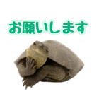 クサガメ参上！（個別スタンプ：12）