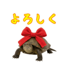 クサガメ参上！（個別スタンプ：14）