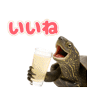 クサガメ参上！（個別スタンプ：15）