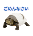 クサガメ参上！（個別スタンプ：16）
