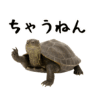 クサガメ参上！（個別スタンプ：21）