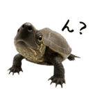 クサガメ参上！（個別スタンプ：22）