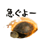 クサガメ参上！（個別スタンプ：23）