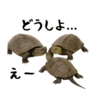クサガメ参上！（個別スタンプ：25）