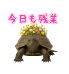 クサガメ参上！（個別スタンプ：27）