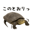 クサガメ参上！（個別スタンプ：28）