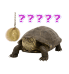 クサガメ参上！（個別スタンプ：30）