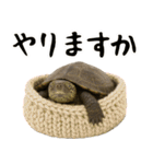 クサガメ参上！（個別スタンプ：32）