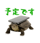 クサガメ参上！（個別スタンプ：36）