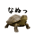 クサガメ参上！（個別スタンプ：37）